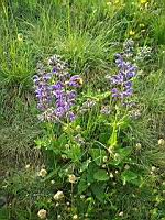 Sauge des pres - Salvia pratensis (prise vers Vals-les-bains, Ardeche)(2)